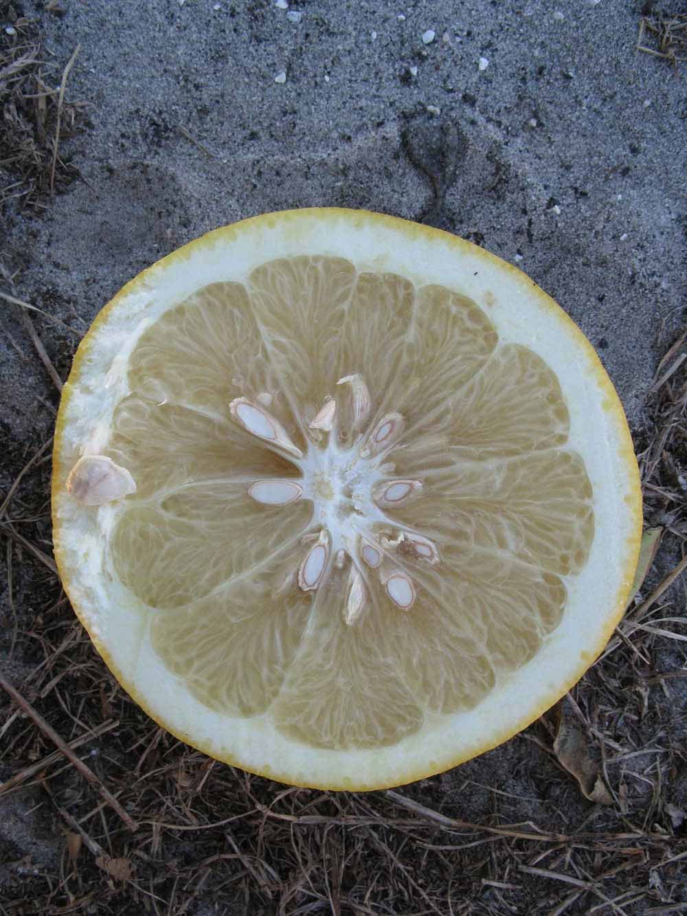            Fruit cross-section of  Citrus paradisi          (Navel, Winter Haven, FL)   